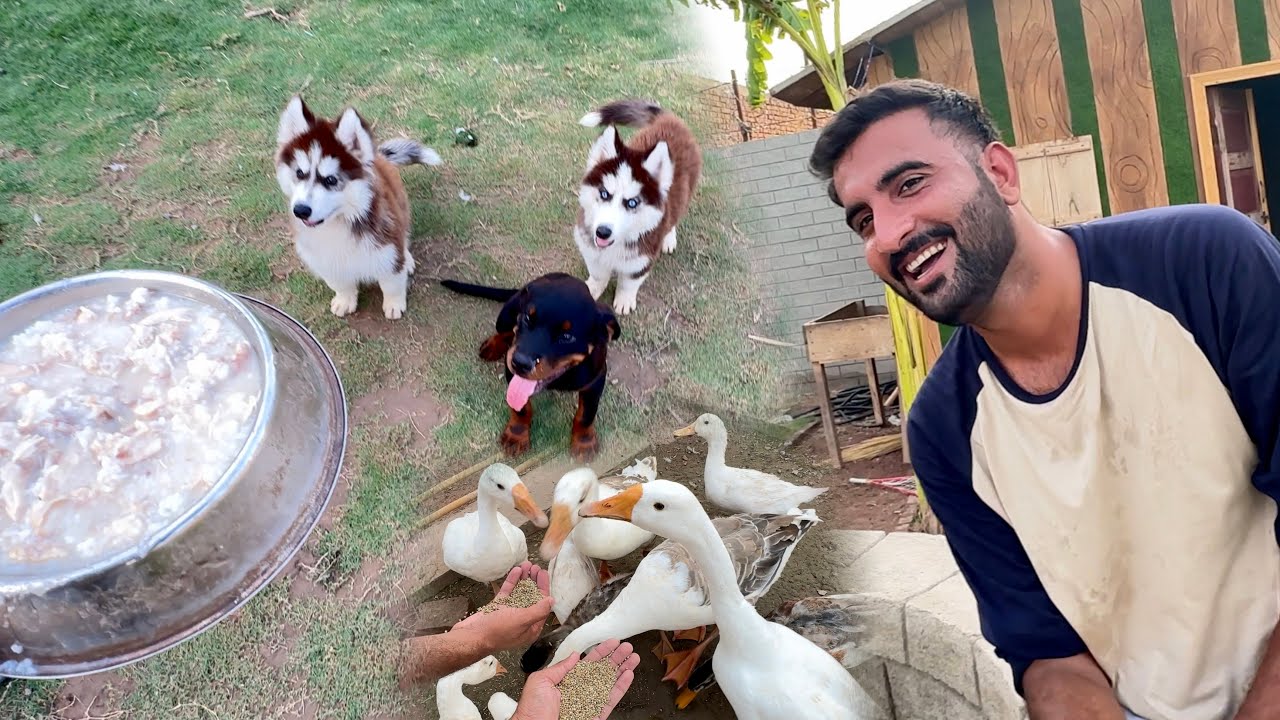 Gubroo Ny Bezti kra Di Aj😂