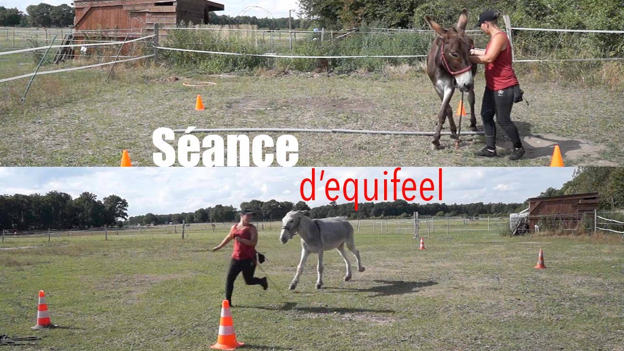 TAP | On s'essaye à l'equifeel