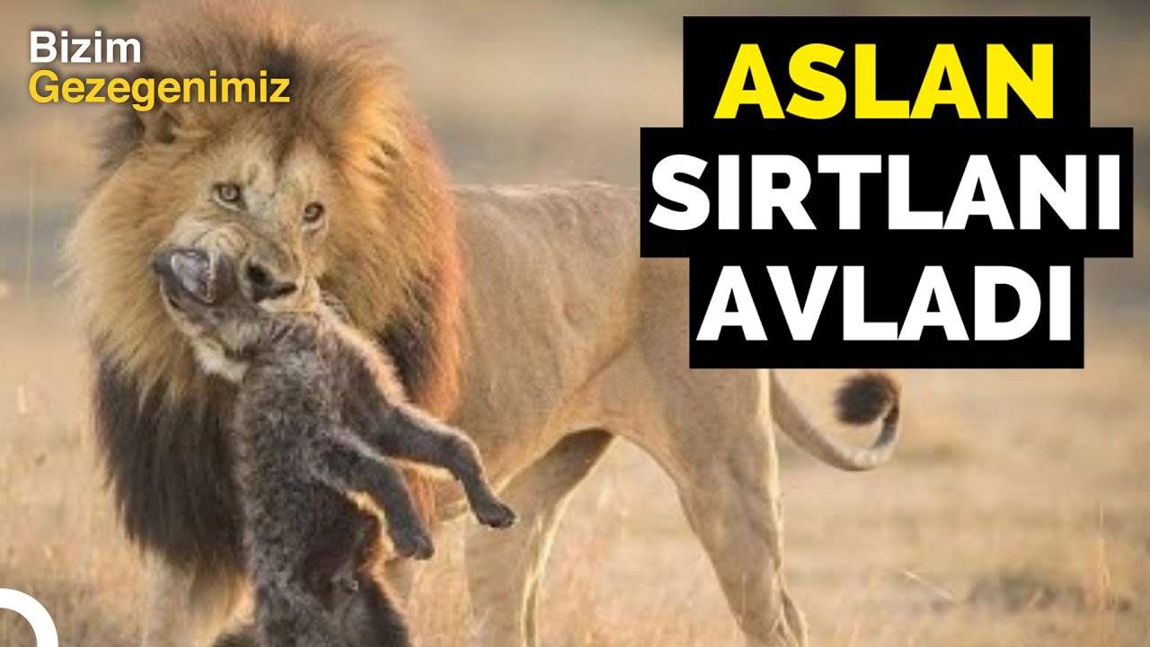 Vahşi Doğa: Aslan Saldırısından Sırtlan Kurtulamadı! | Türkçe Dublaj Belgesel
