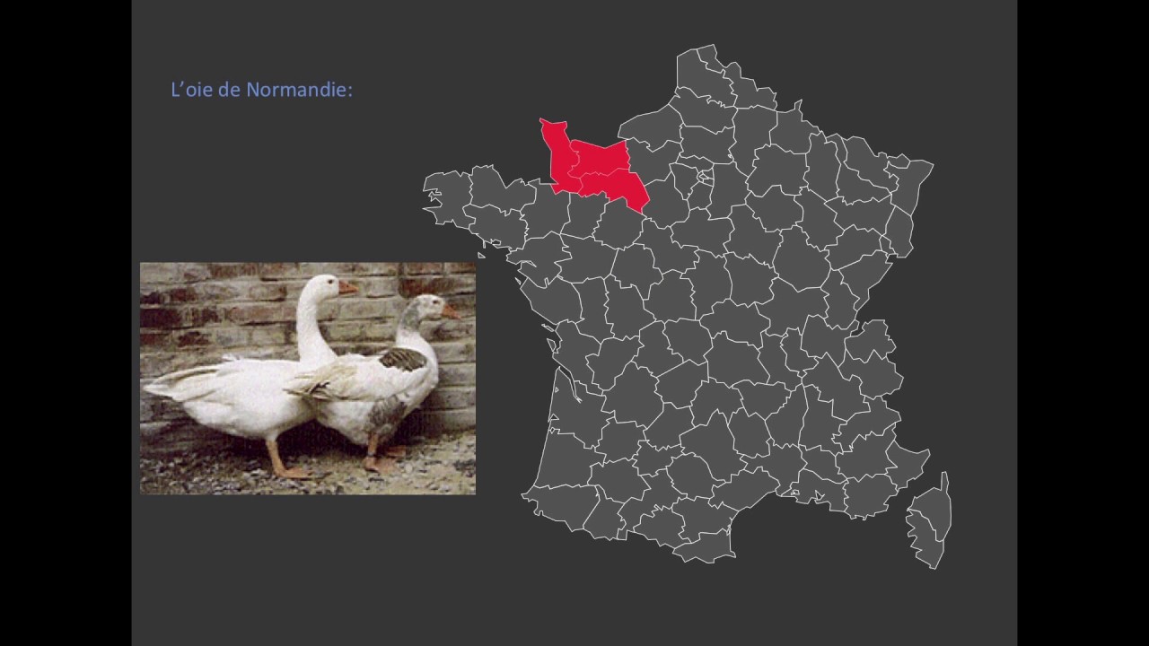 #EFES | Bestiaire des oies francaises