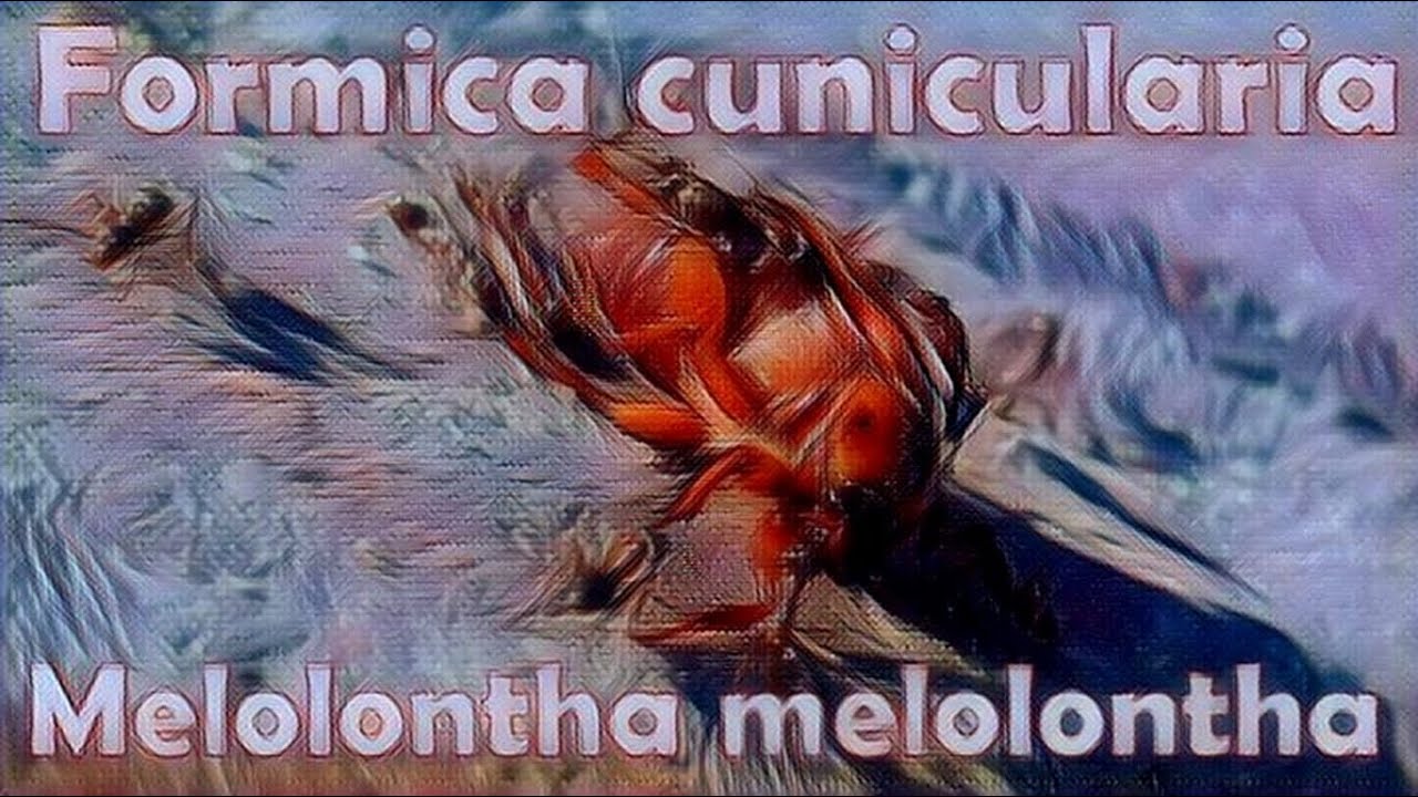 🐜 Formica cunicularia vs Melolontha melolontha