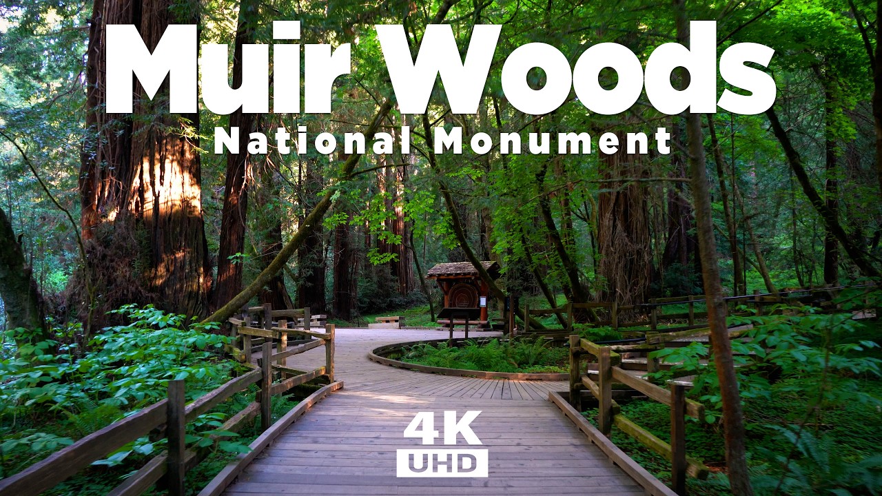 Muir Woods National Monument - Redwood Creek Trail to Hillside Trail - Redwood Forest Virtual Walk