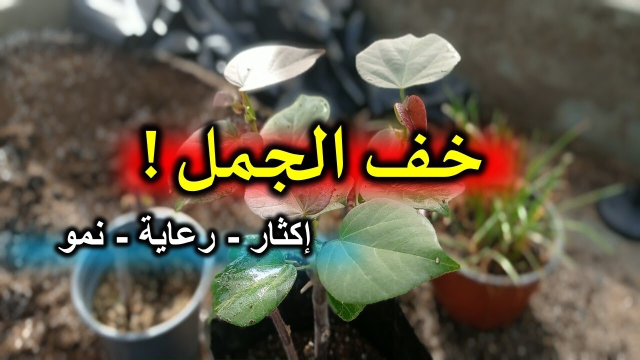 اسرع طريقة نقل و اكثار نبات خف الجمل ( البوهينيا ) شاهد و تعلم طريقة النقل بشكل جميل و سريع BAUHINIA