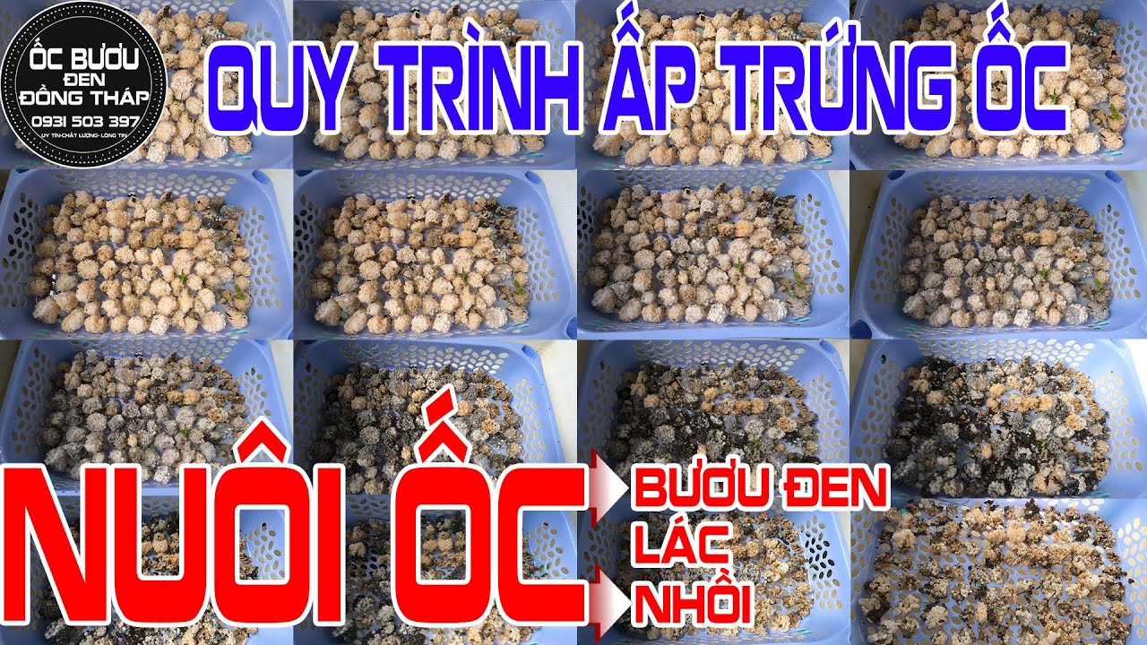 ✅ Hướng dẫn ✅ Cách ấp trứng ỐC BƯƠU ĐEN - ỐC NHỒI - ỐC LÁC ✅ Cách ấp trứng ốc bươu hiệu quả cao