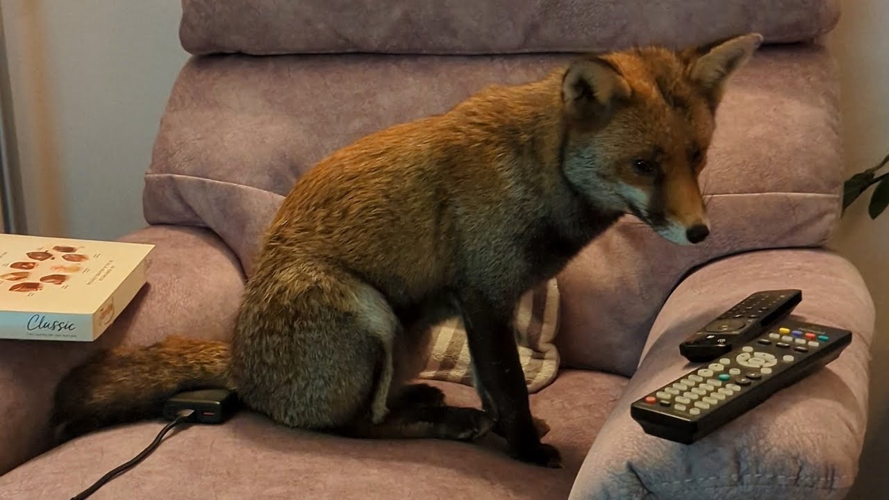 Похоже, Хайди обожает блох.