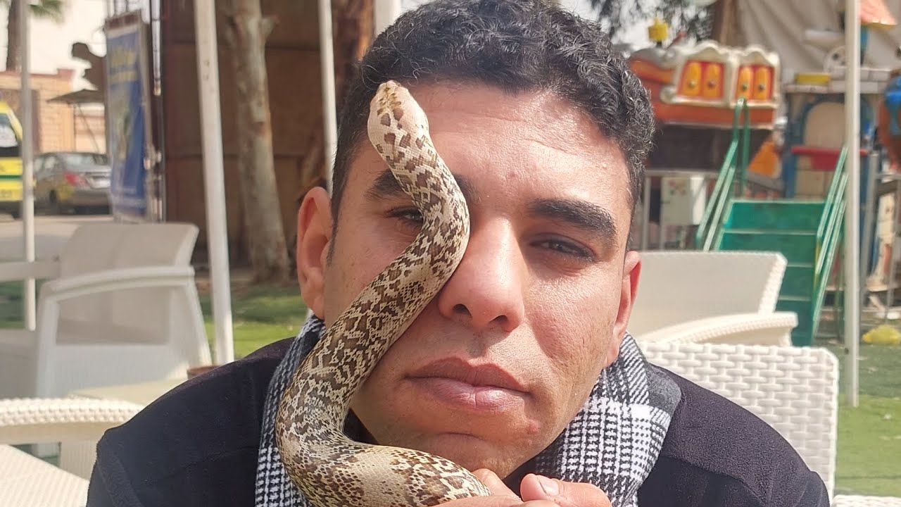 لأول مره في مصر قدرت أنتج طفره جديده من الثعابين العاصره مع يسري كوبرا طفرة جرانيت بورميز بايثون