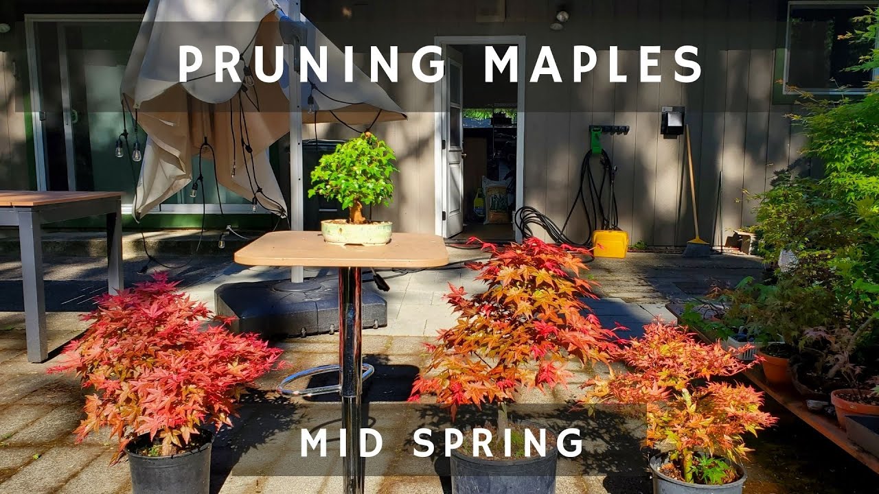 Pruning Japanese Maple in Mid/Late Spring (Shin Deshojo, Corallinum, Trident)