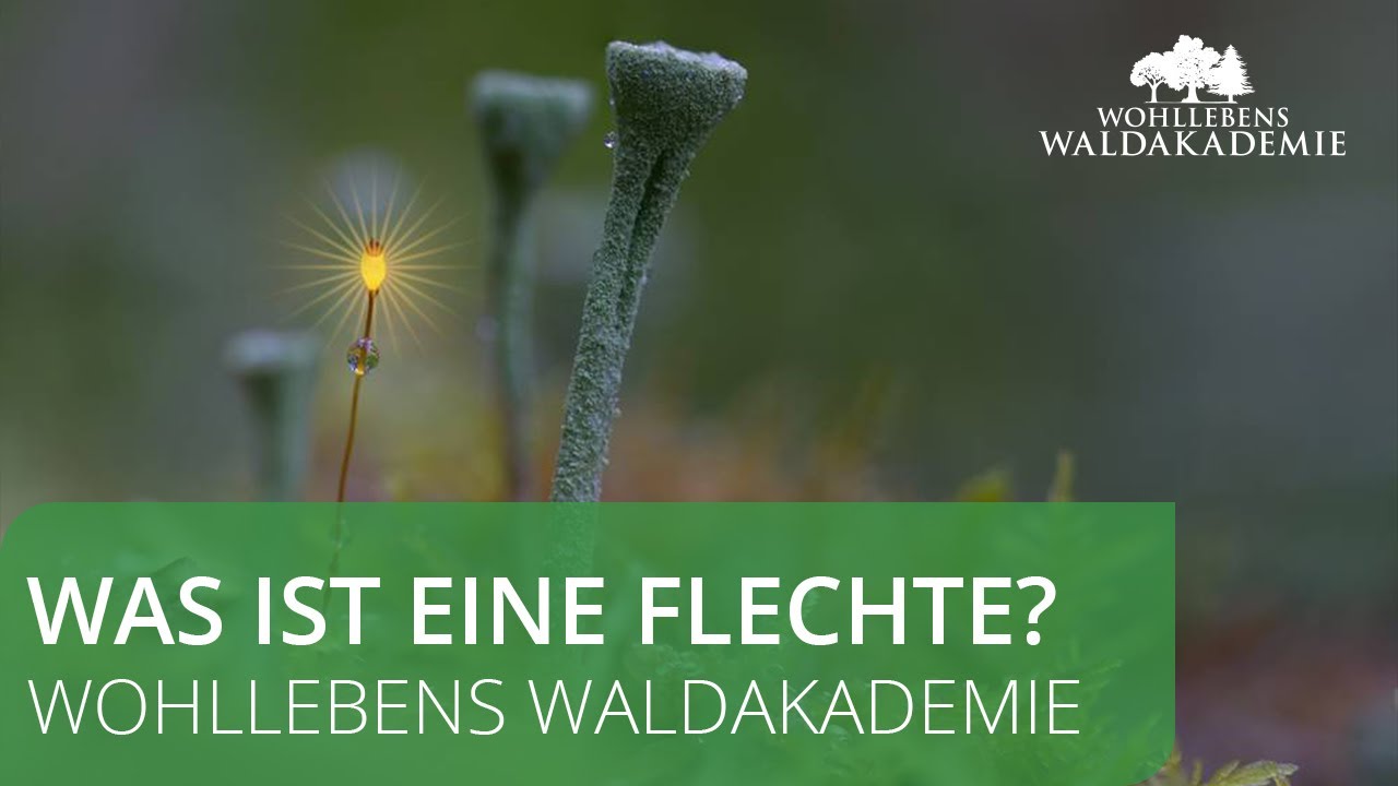Was ist eine Flechte? - Wohllebens Waldakademie