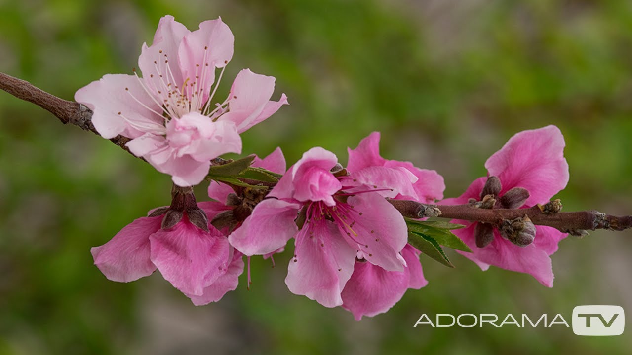 Spring has Sprung: You Keep Shooting with Bryan Peterson