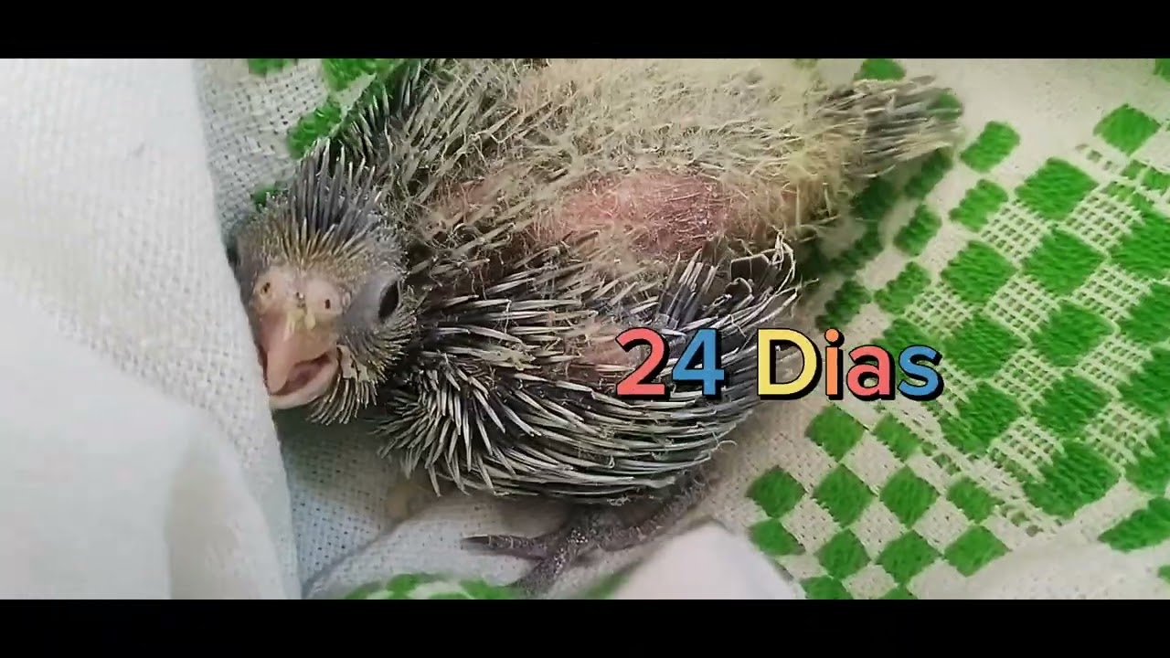 Cria de ninfas(cacatúas)1er día alos 30 dias#mascotas#aves#cacatua