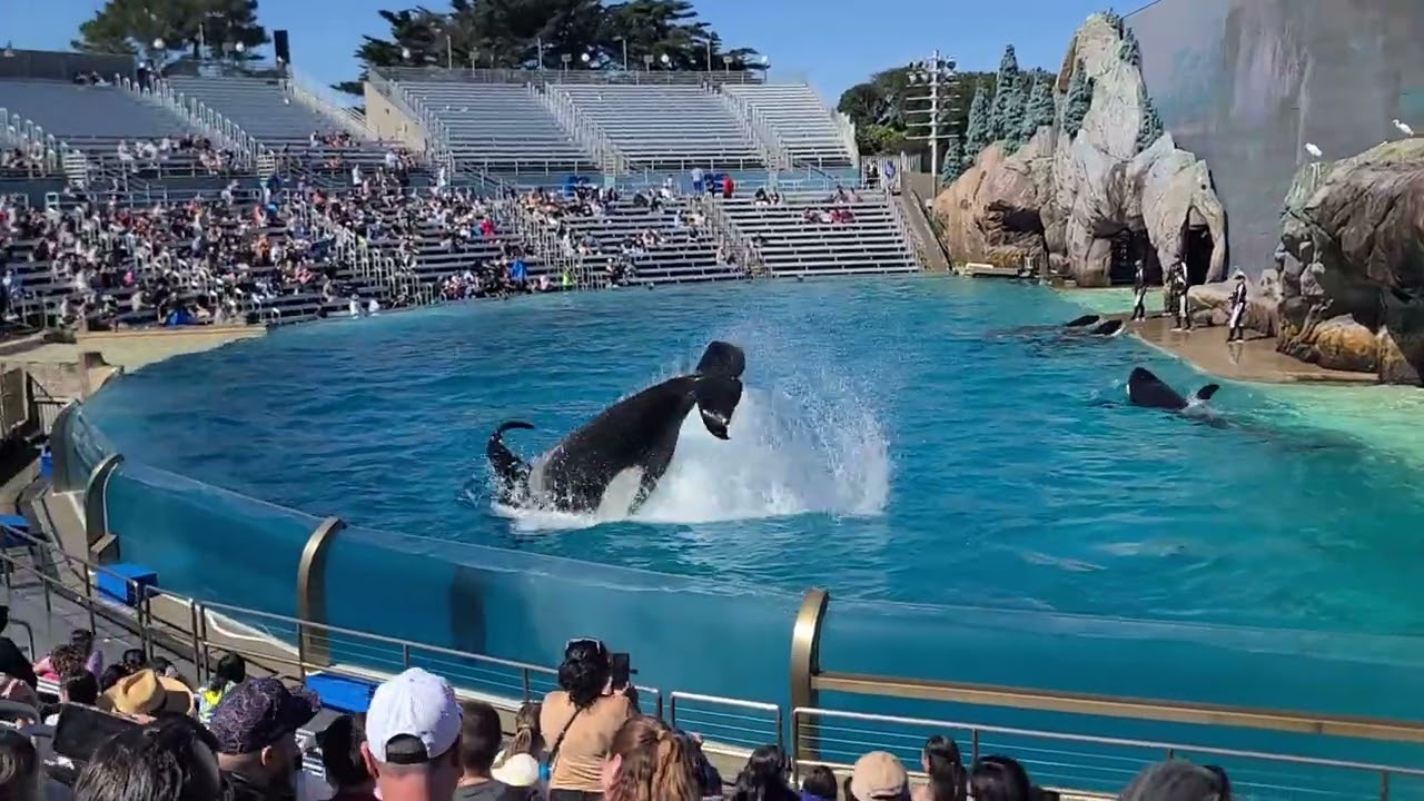 SD Sea World 2/8/26 ❤️