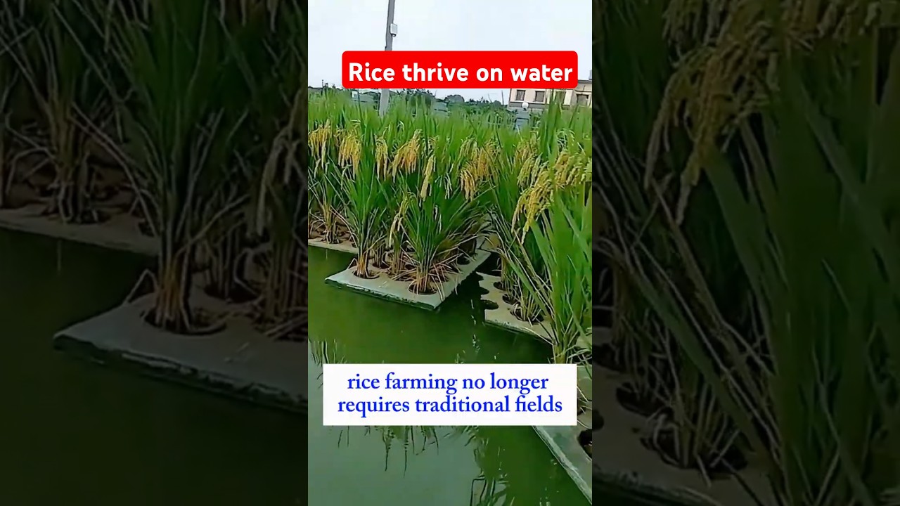 Floating Rice Farming Innovation #farming #nature #innovation