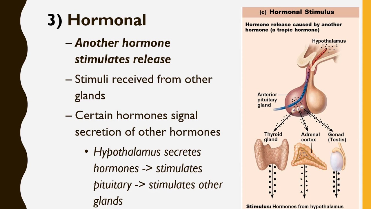 Chapter 17 Endocrine System