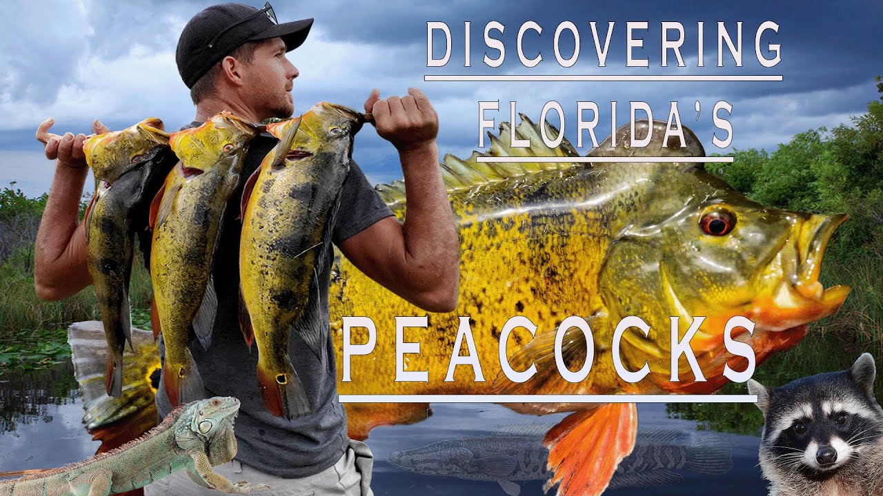 Megalodon Size Peacock Bass!