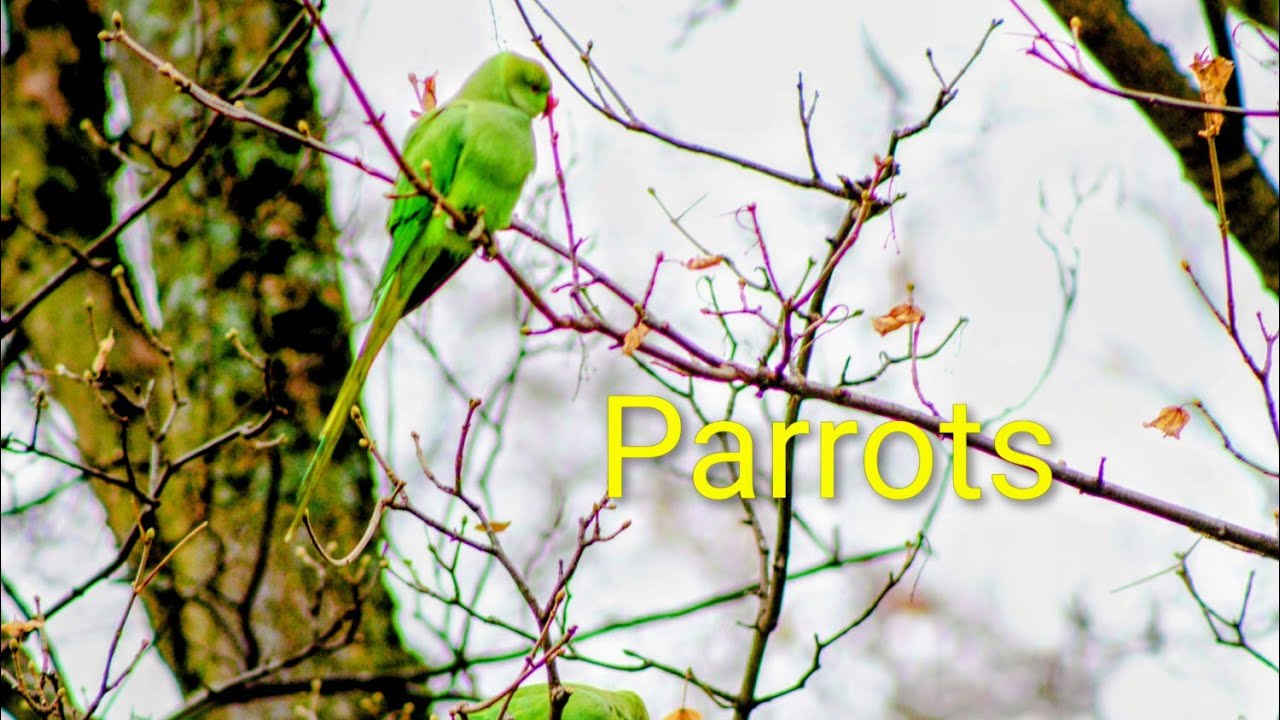 Green Parrot 🦜 | Bird Videography Experience with Canon 250D + 75–300mm Lens #parrot #birds #parrots