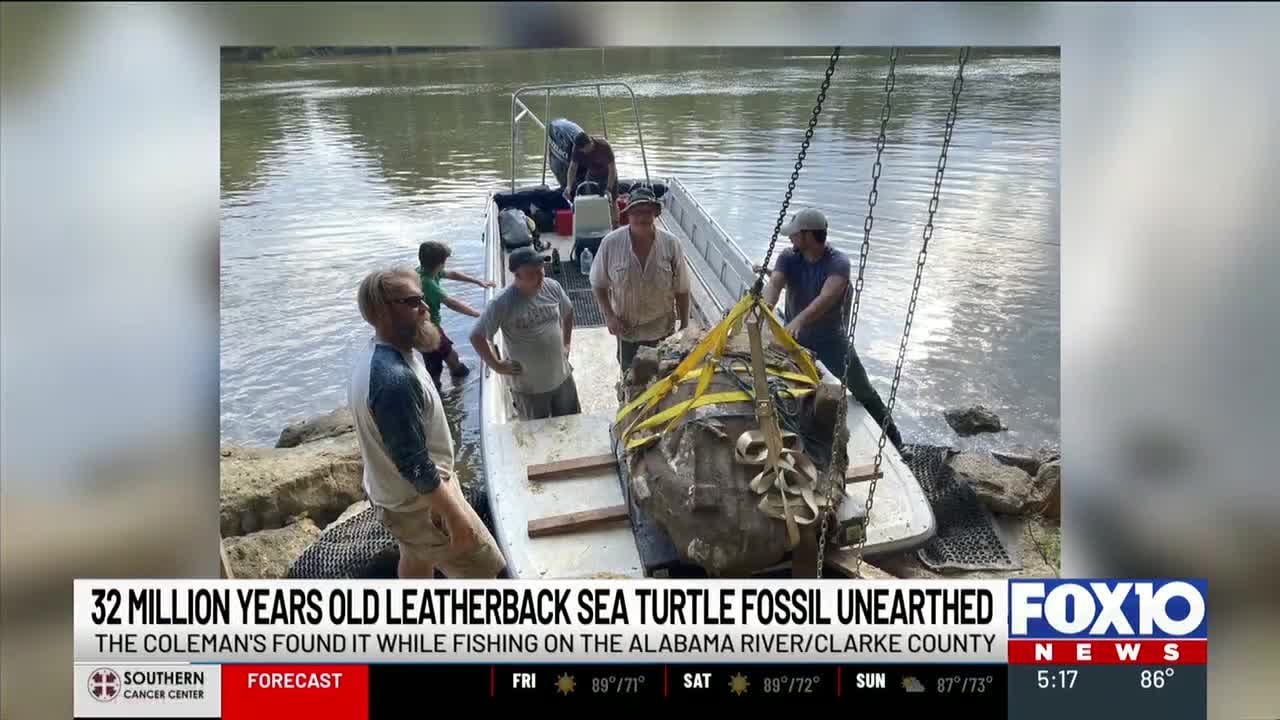 32-million-year-old turtle fossil found in Clarke County