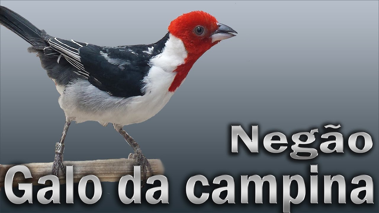 Galo da Campina Negão canto mateiro gravado ao vivo em HQ para ensinamento de filhotes
