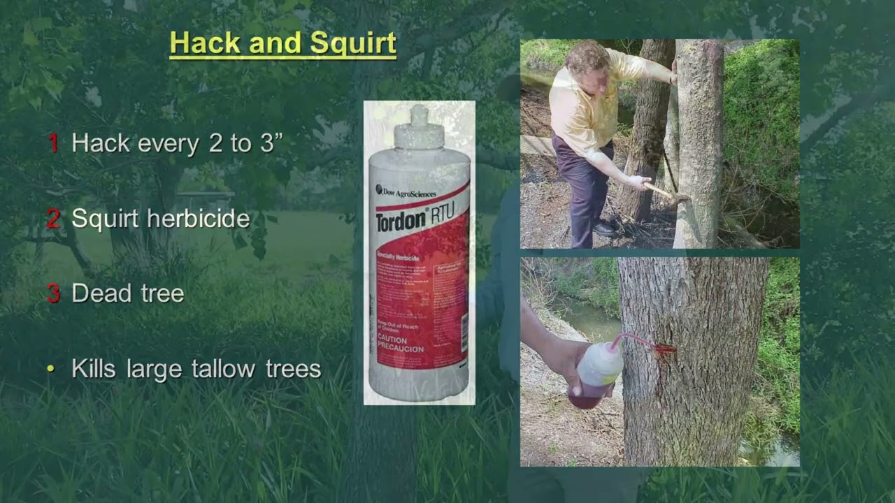 Tree Management in Pastures