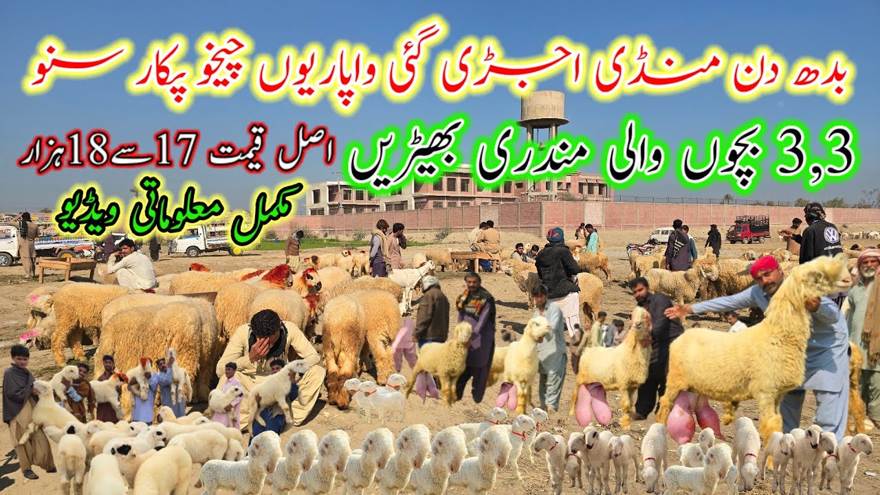 January 28, 3,3 bachon wali sultan breed mundri bahdy || #mundrachatrabusiness #at #ustadnadirbaloch