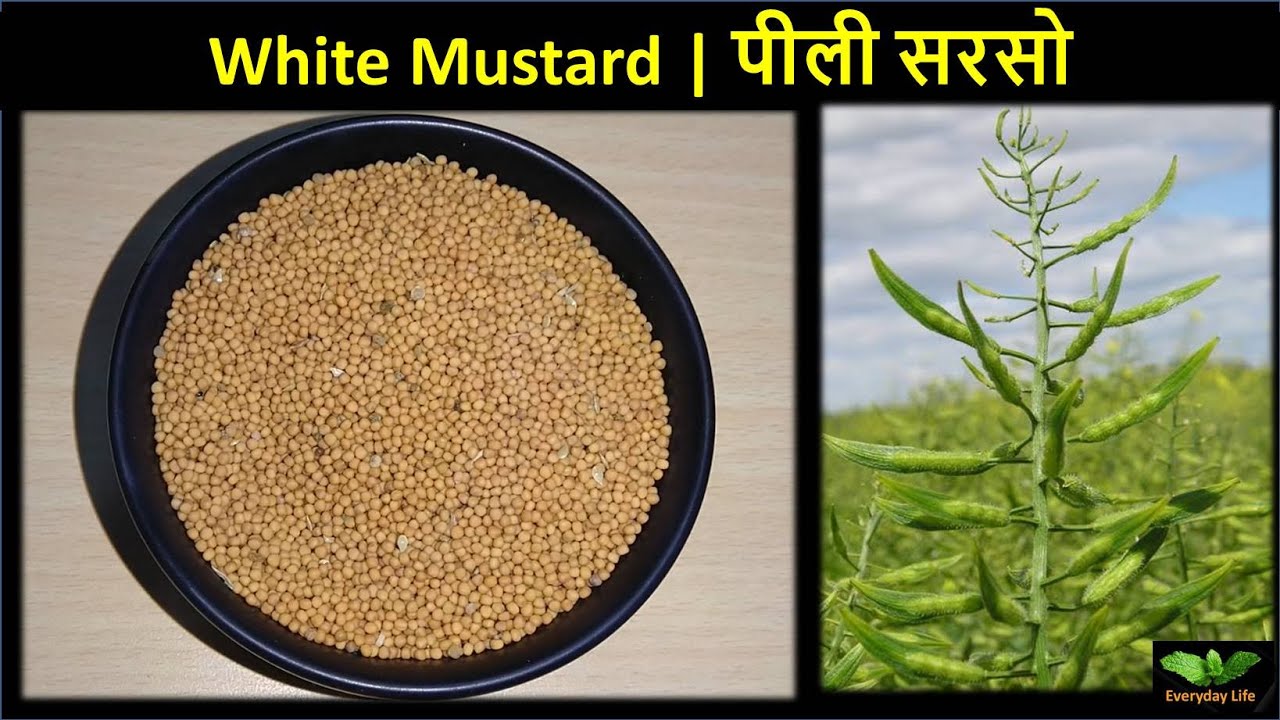 पीली सरसो | Yellow Mustard | White Mustard  | Yellow Mustard Vs Black/Brown Mustard | # 121