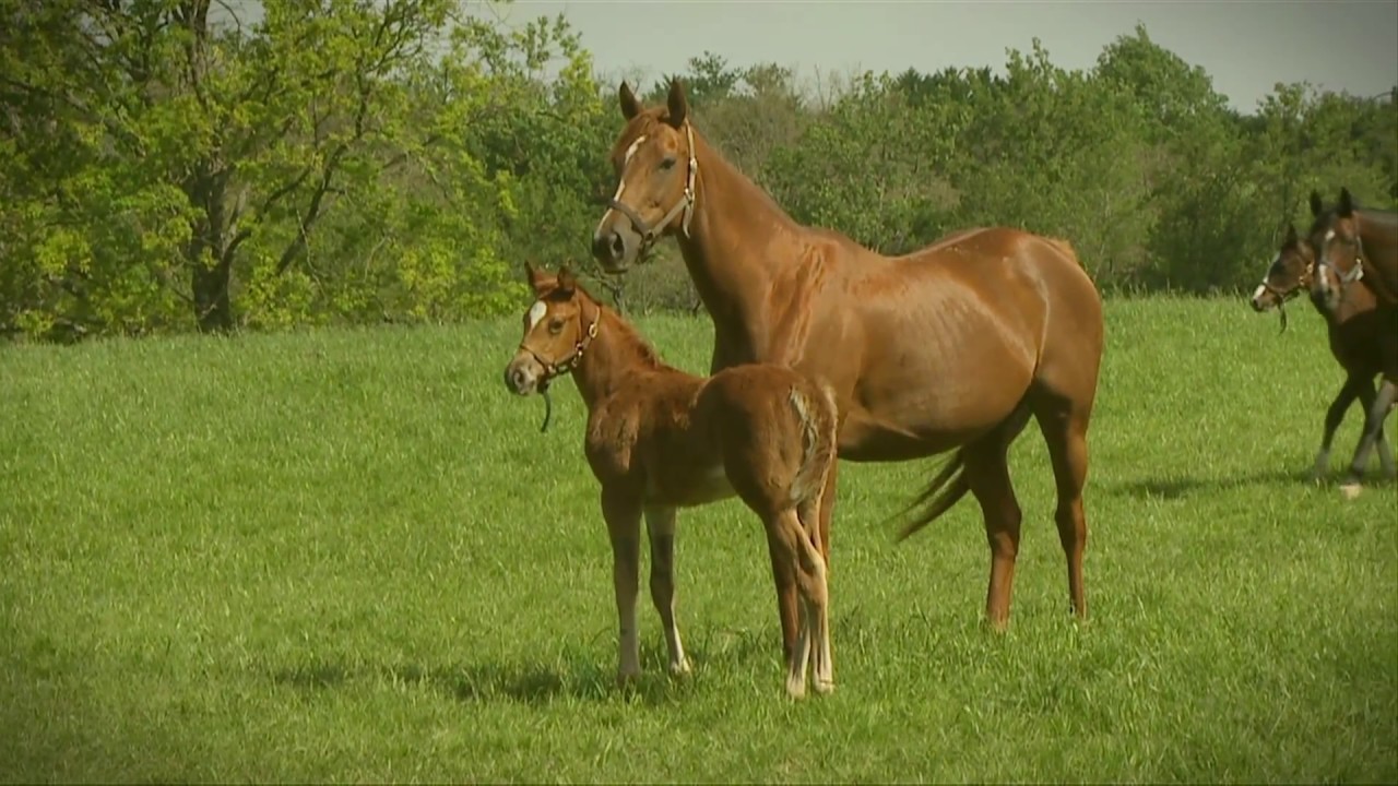 Haras de Mandore - ELEVAGE de Jean-Marc, Damien et Nicolas de Watrigant