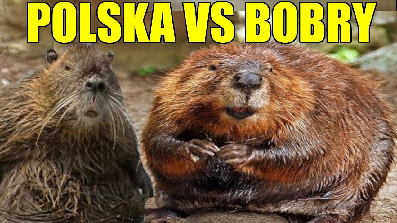 Historia Mem&oacute;w - BOBER | B&Oacute;BR K...!