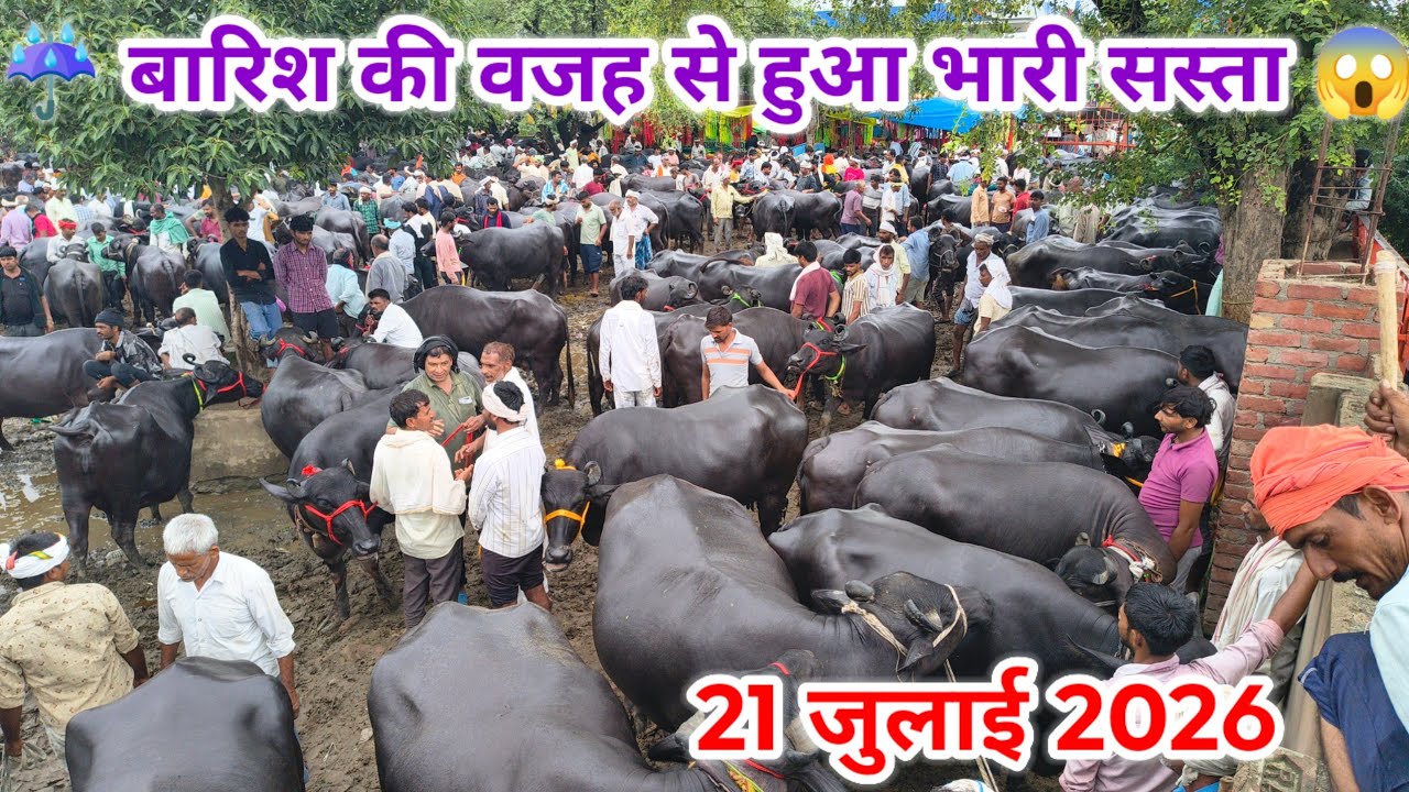 रूई बाजार में बारिश ☔की वजह से भारी सस्ता 😱l 21 जुलाई 2026 ll rui pashu mandi ll rui buffalo market 