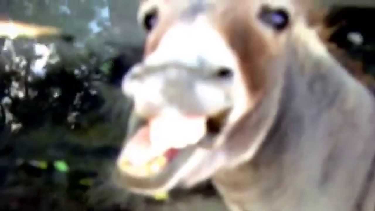 Odd-toed Hoofed Animals