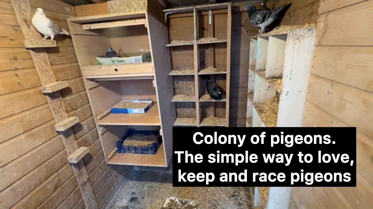Colony pigeon loft. The simple way to live, keep and race pigeons.❤️