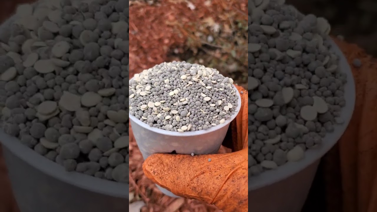 How to Acidify Soil for Acid-loving Plants
