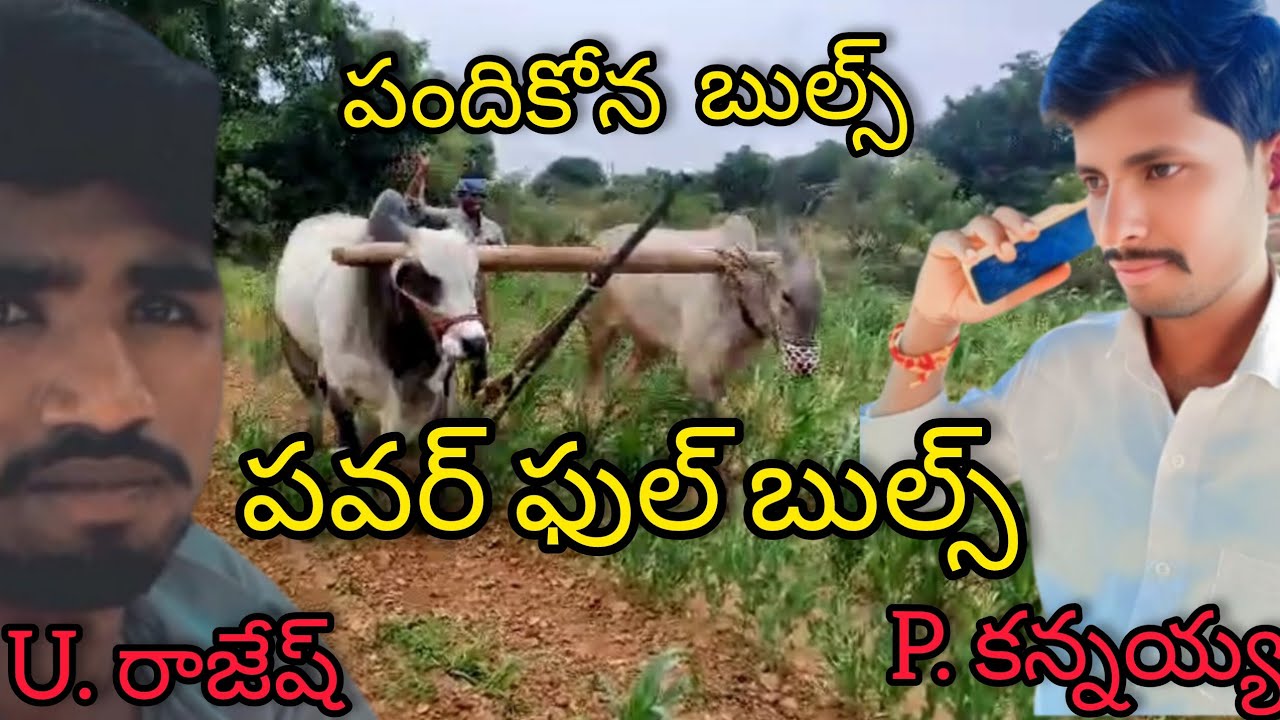  power full bulls.... ఎలా పరిగెడుతున్నాయో చుడండి..... 😮
