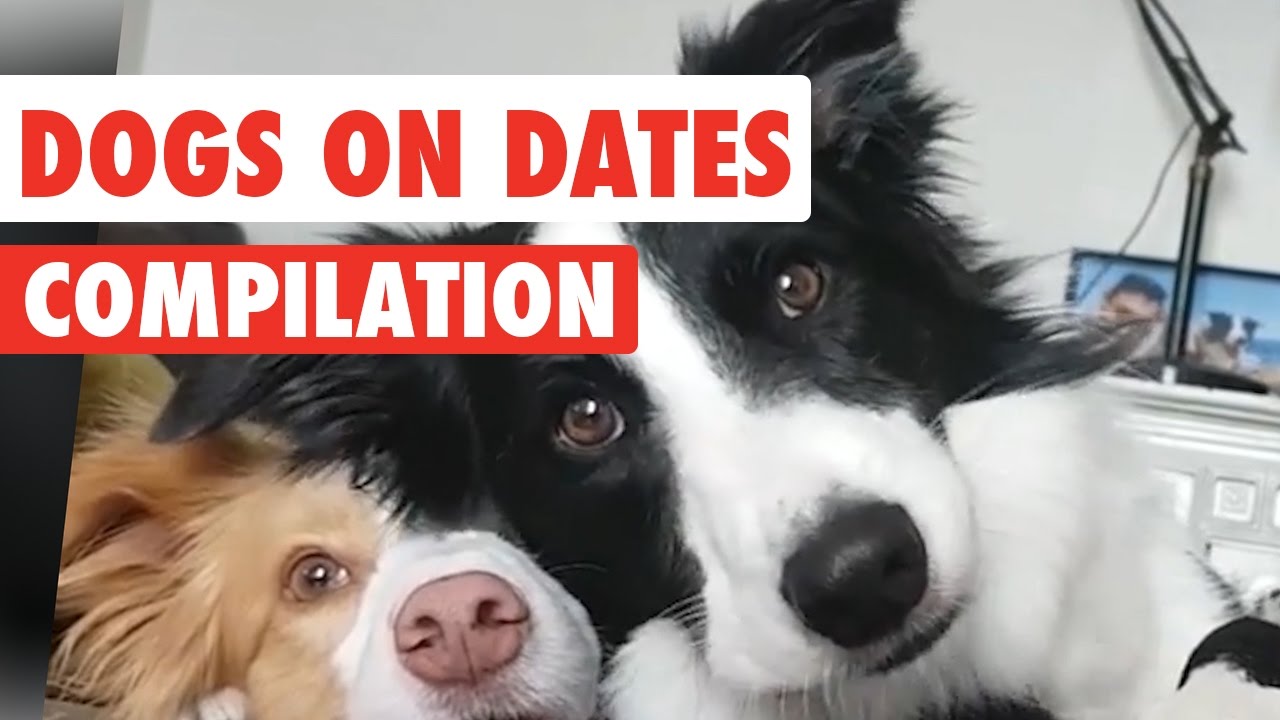 Kompilacja wideo &bdquo;Dogs On Dates&rdquo; z 2017 roku