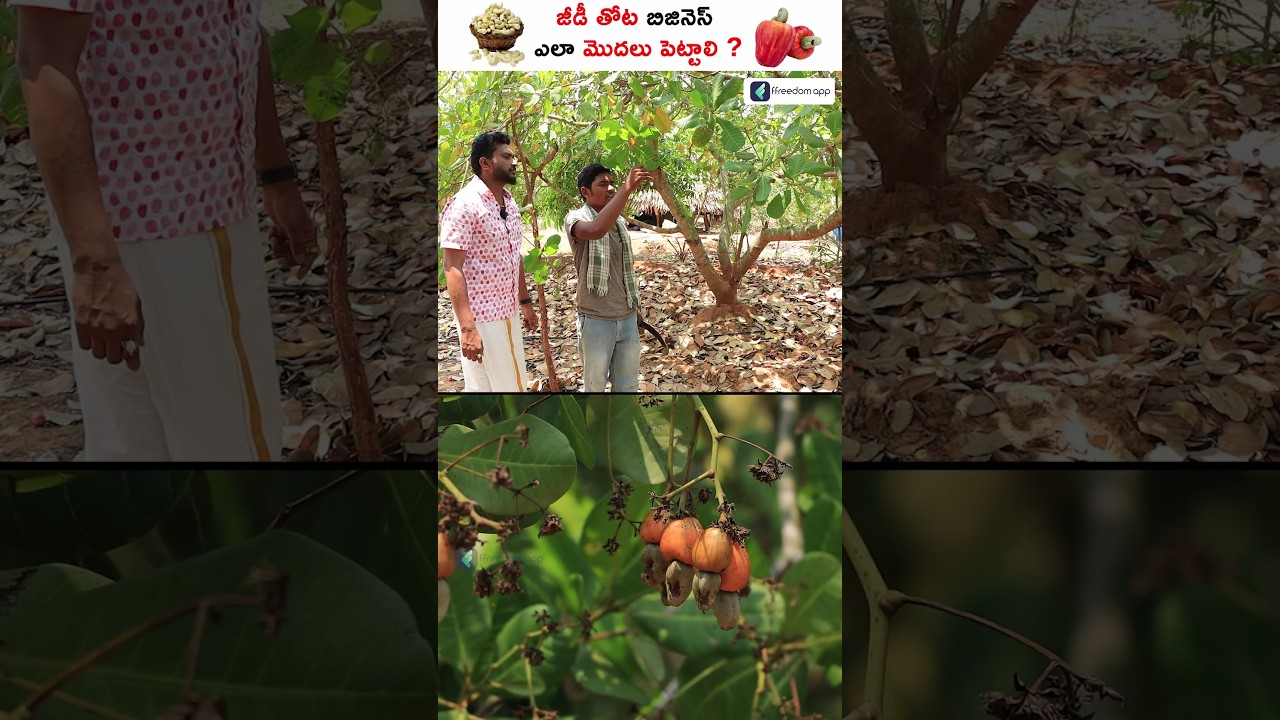 Things to know before Starting Cashew Nuts Business! #Shorts #cashewnut #business
