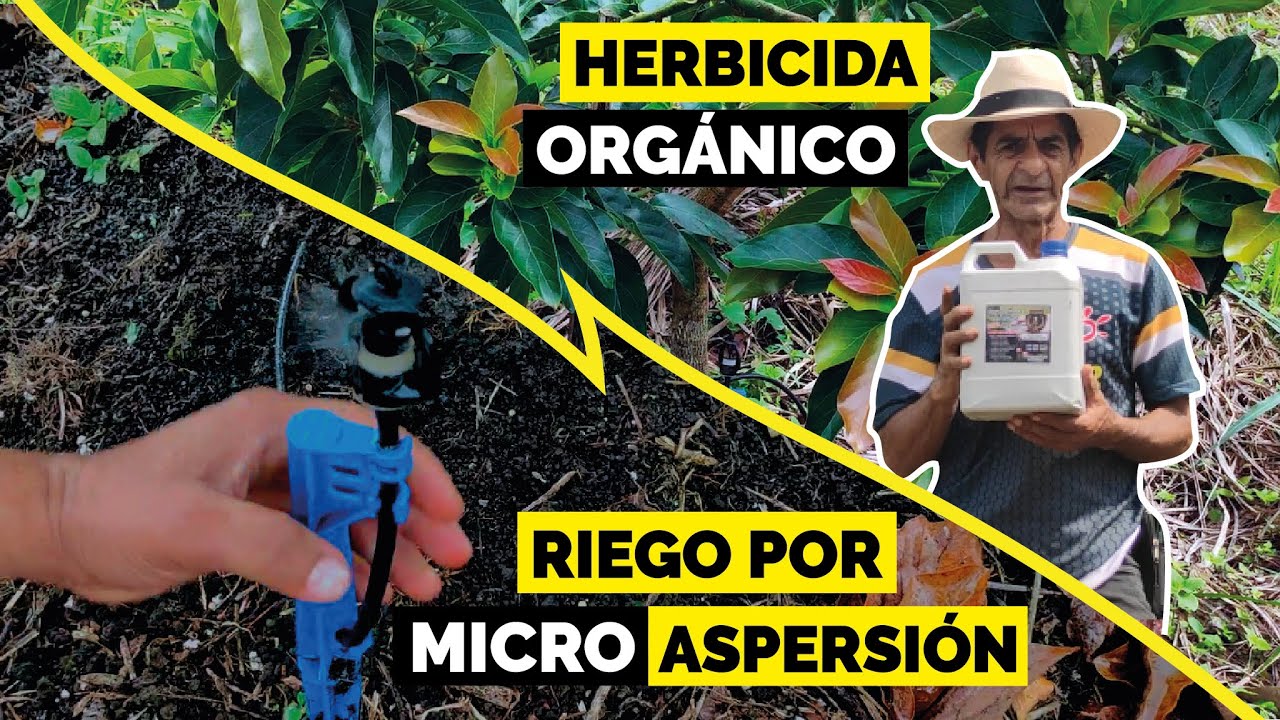 Sistema de RIEGO para AGUACATE - Cultivo PAPELILLO - Tolima
