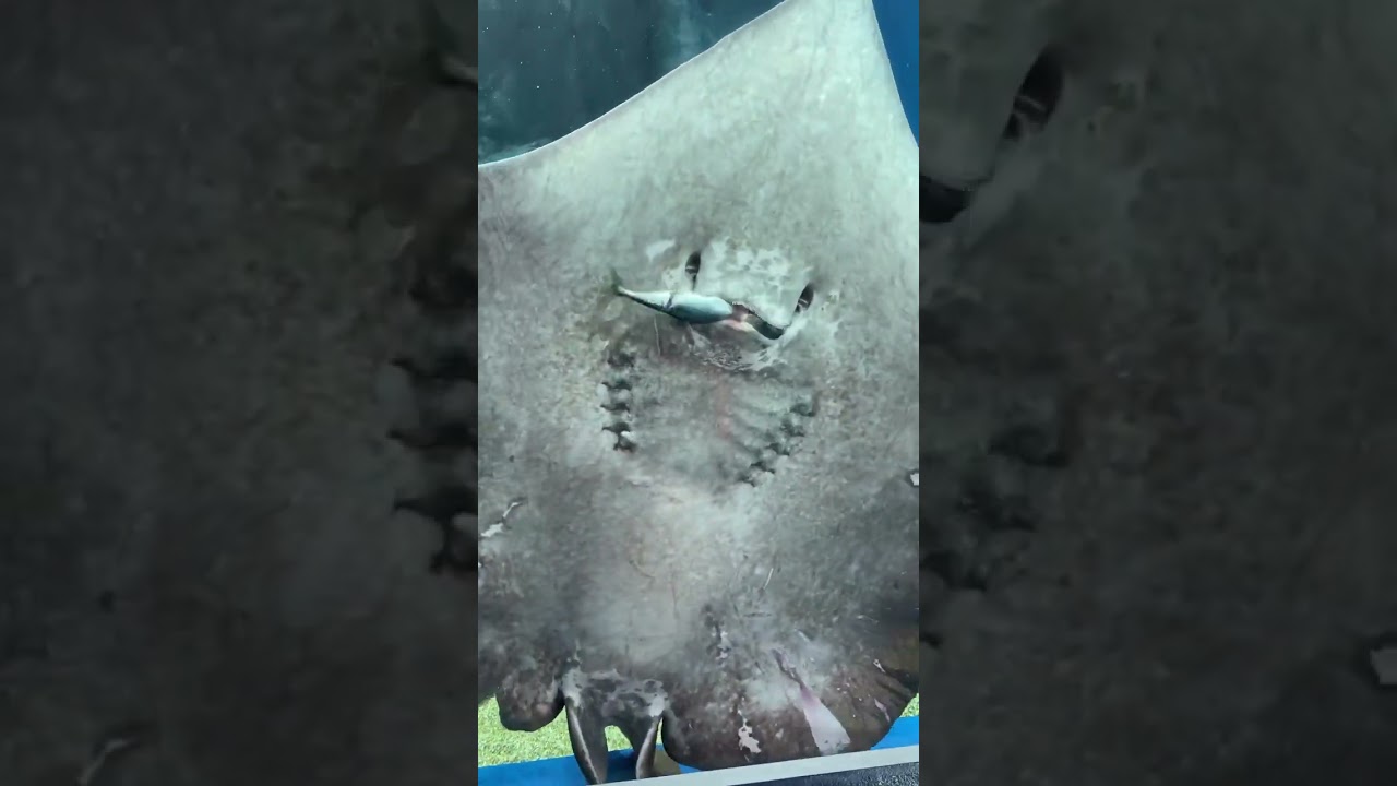Comendo peixe como fazer modelo preparar frutos do mar arrai&aacute; viral v&iacute;deo impressionante aqu&aacute;rio viu