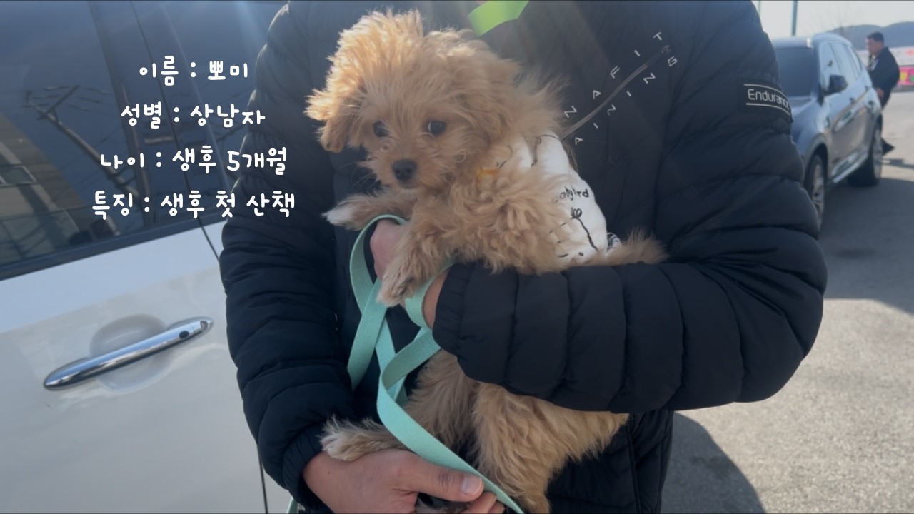 처음 산책하는 강아지 사회화 도와주는 진돗개