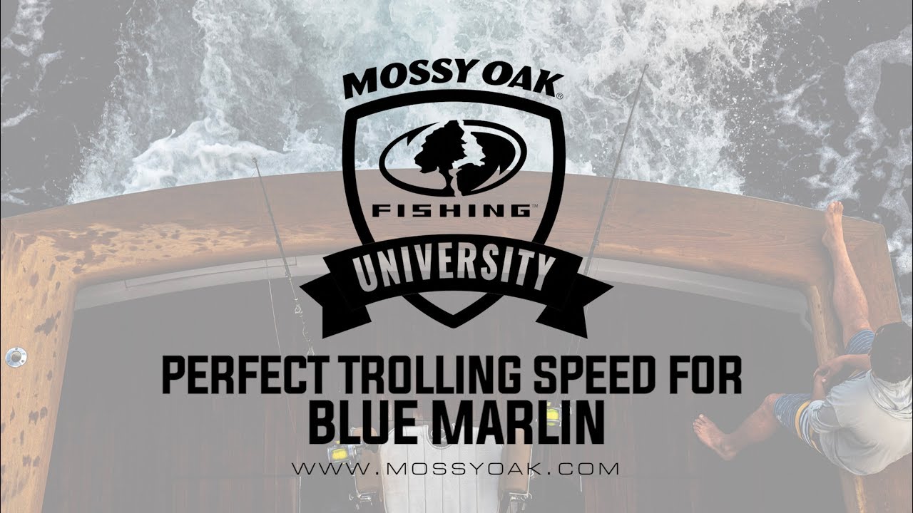 Perfect Trolling Speed for Blue Marlin