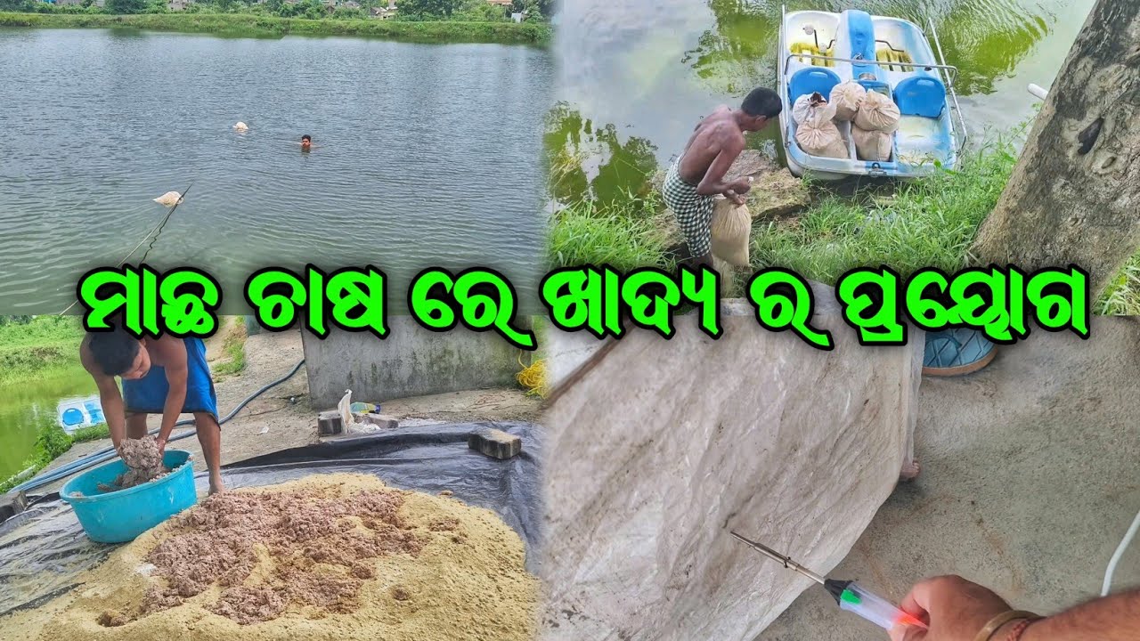 ବସ୍ତା ରେ କିପରି ମାଛ କୁ ଖାଦ୍ୟ ଦିଆଯାଏ || Bag Feeding In Fish Farming || @DibyajotiSingh