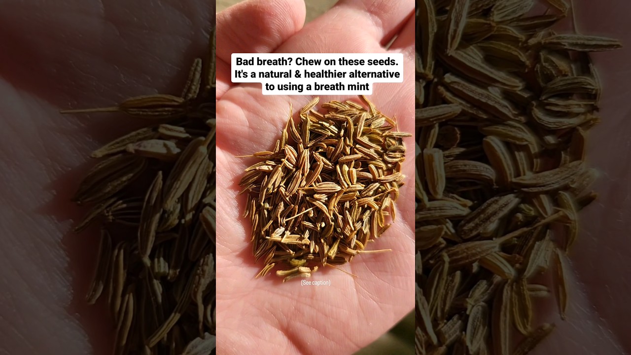 Caraway seeds an IRON rich BREATH FRESHENER #naturalbreathmint #naturalalternative