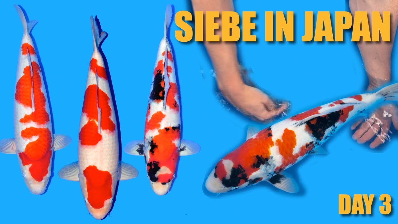 Nieuwe Koi Selectie!! - Torazo, Marukyu & Maruhide | Siebe In Japan Day 3