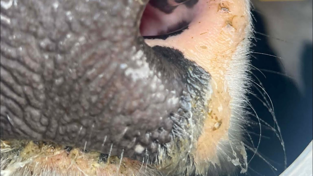 Новые лица на небольшой ферме