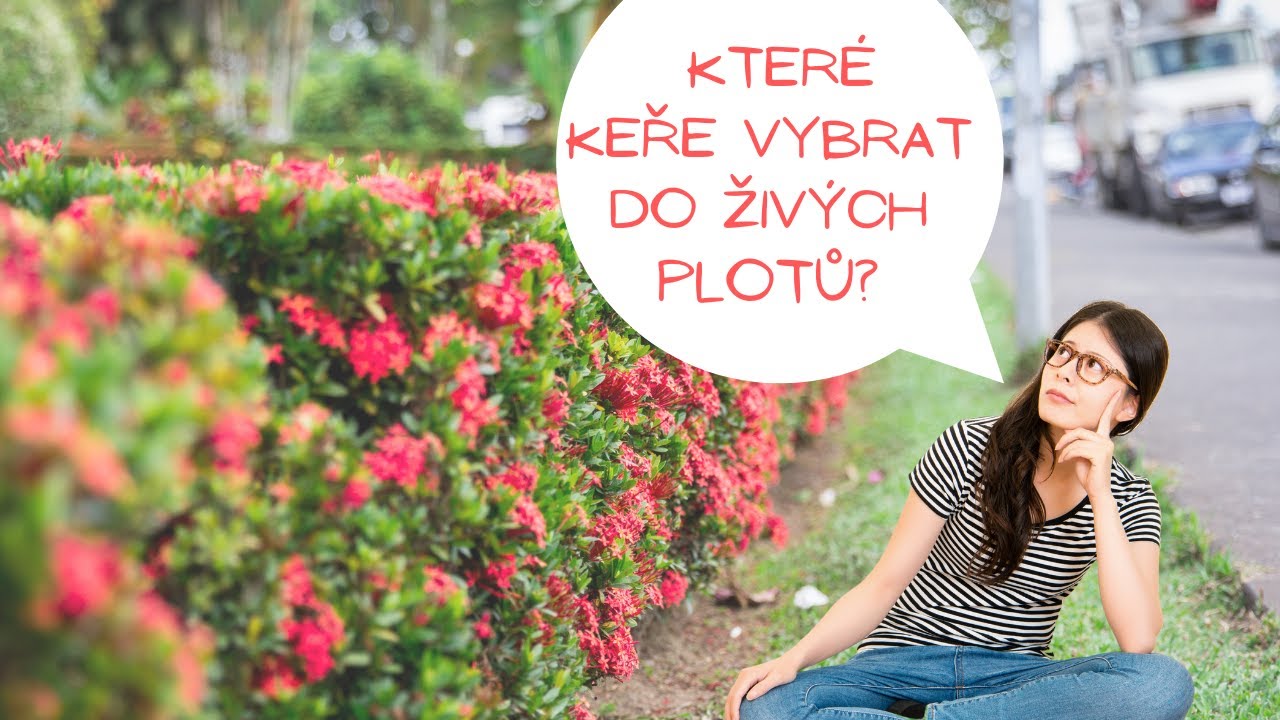 Keře pro živ&eacute; ploty