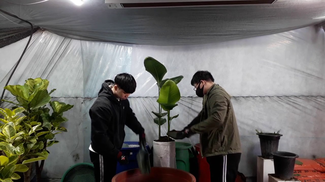프리미엄 분갈이 영상반정란님