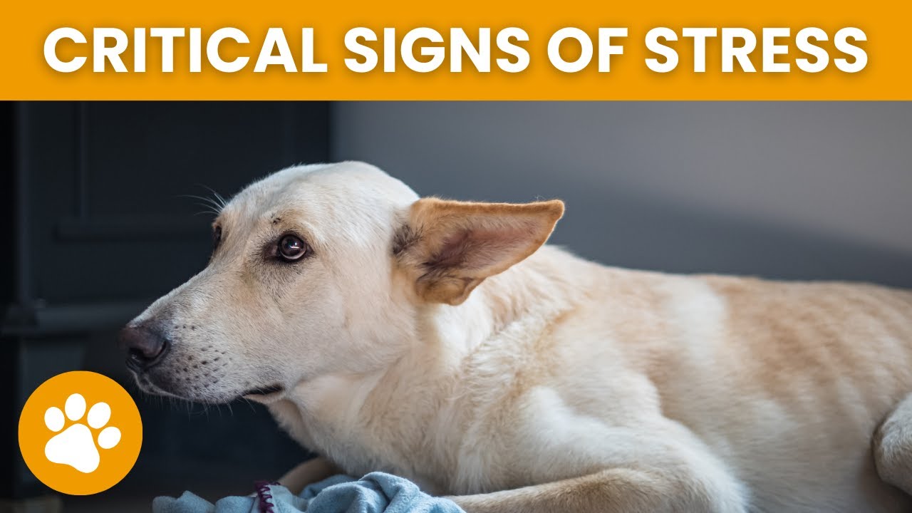 18 CRITICAL Signs Of Stress In A Dog (MUST KNOW!)