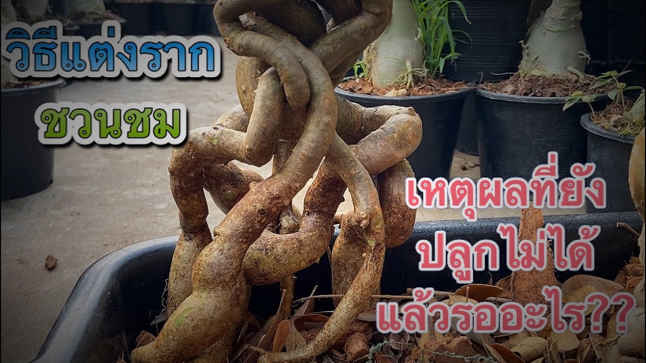 แต่งรากชวนชม@bakhthongchannel7974