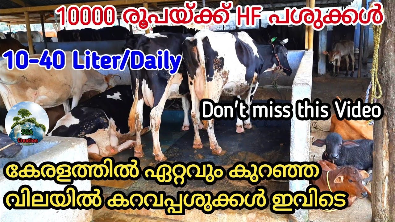 എല്ലാവിധ പശുക്കളും ഇവിടെ ലഭ്യമാണ് |പുതിയ പശുവിനെ വാങ്ങുന്നവർ ഈ വീഡിയോ കാണുക|Dairy Farm|#sgacreation