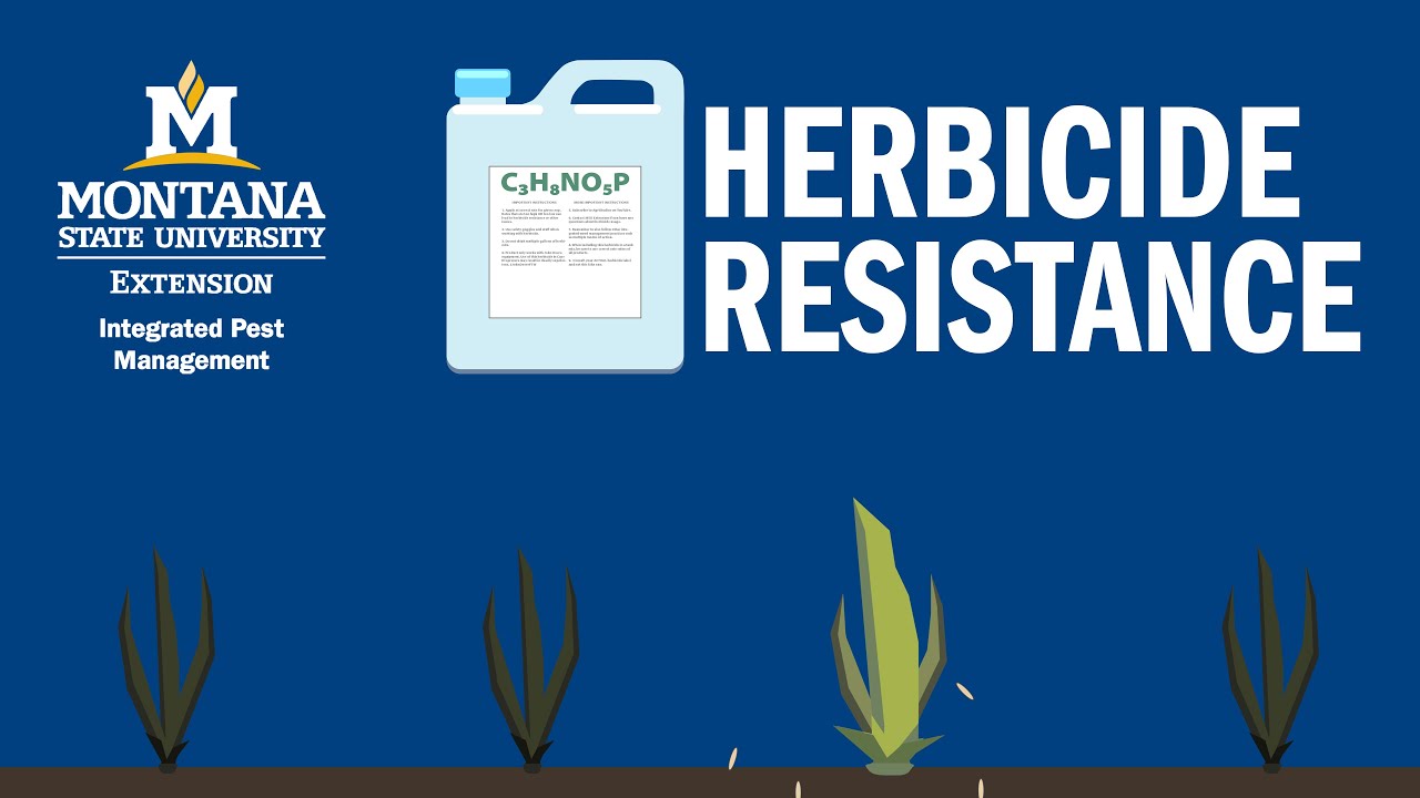 Managing Herbicide Resistance in Montana