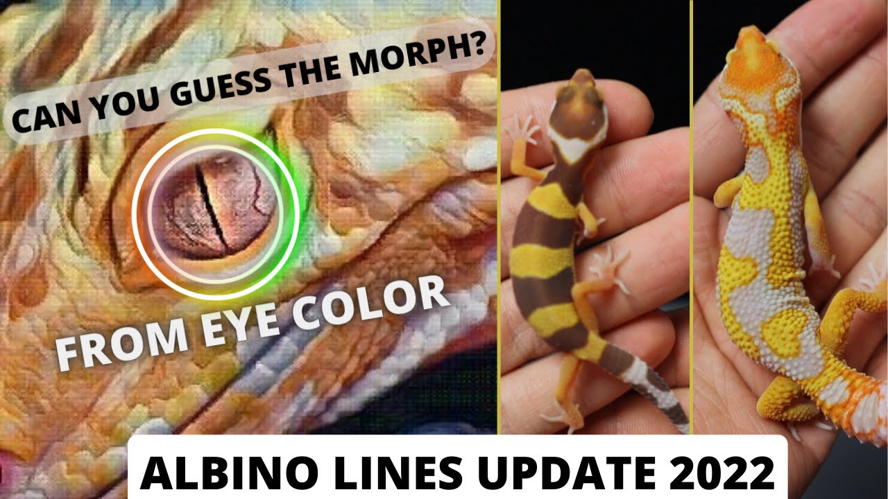 Обновленный обзор и советы по морфе Tremper Albino, Bell Albino, Rainwater Albino и леопардовому ...