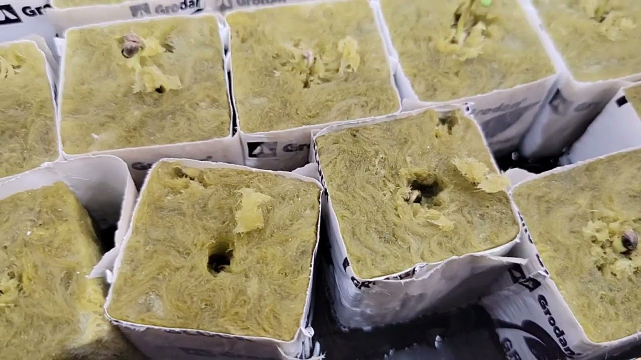 helping seeds start in rockwool