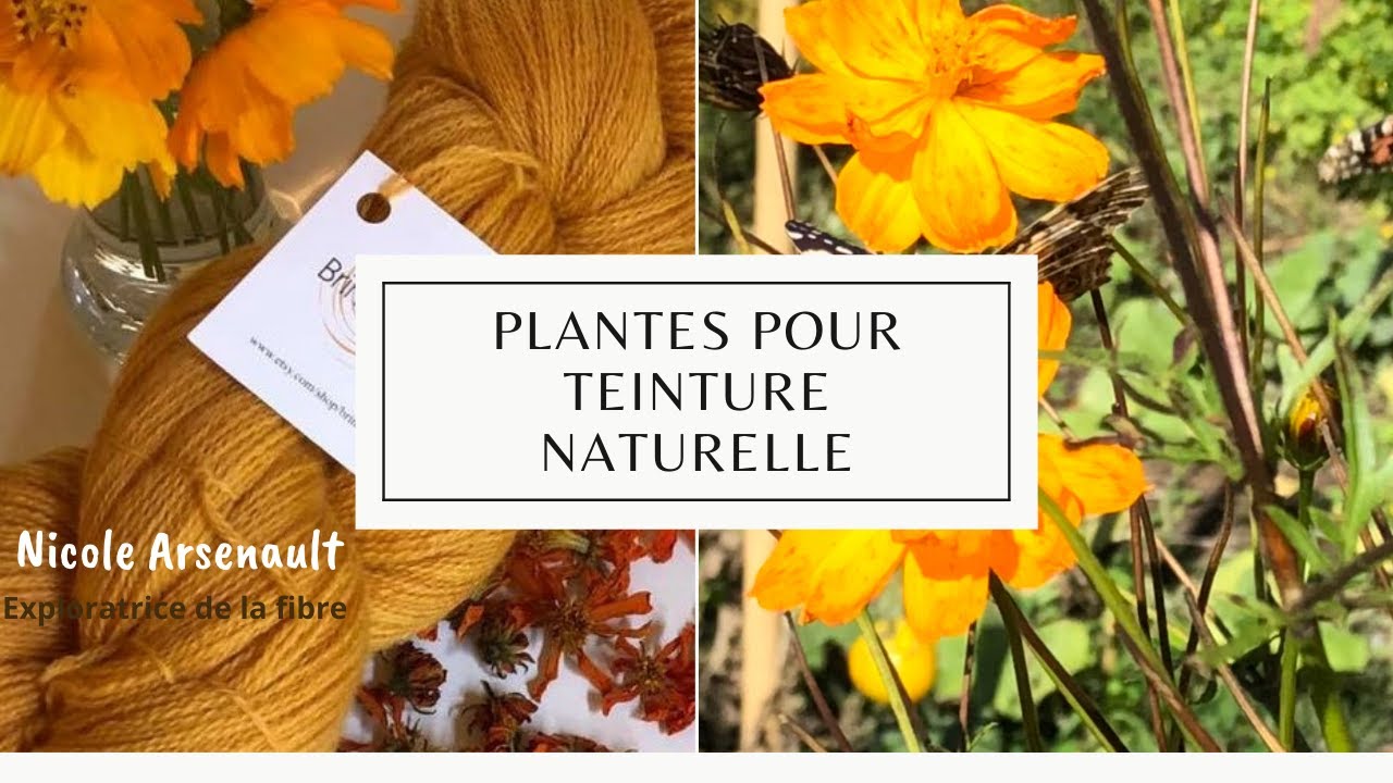 Plantes pour teinture naturelle